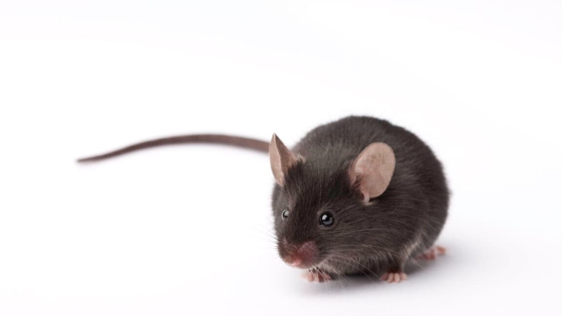 Ars Technica