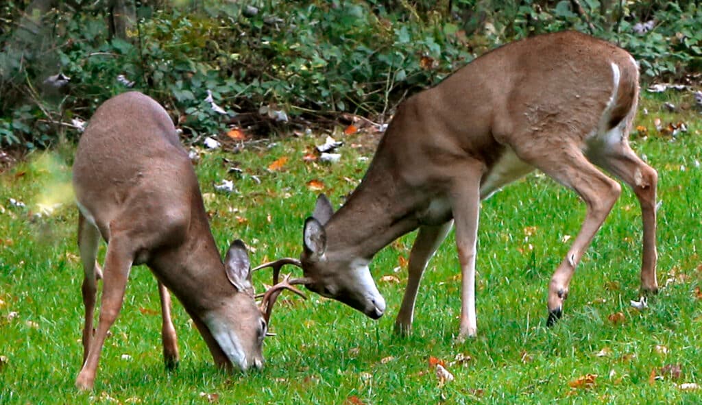 Washington Examiner