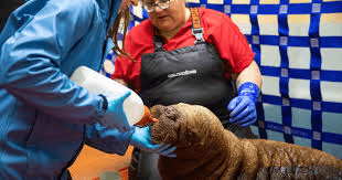 Orphaned baby walrus rescued