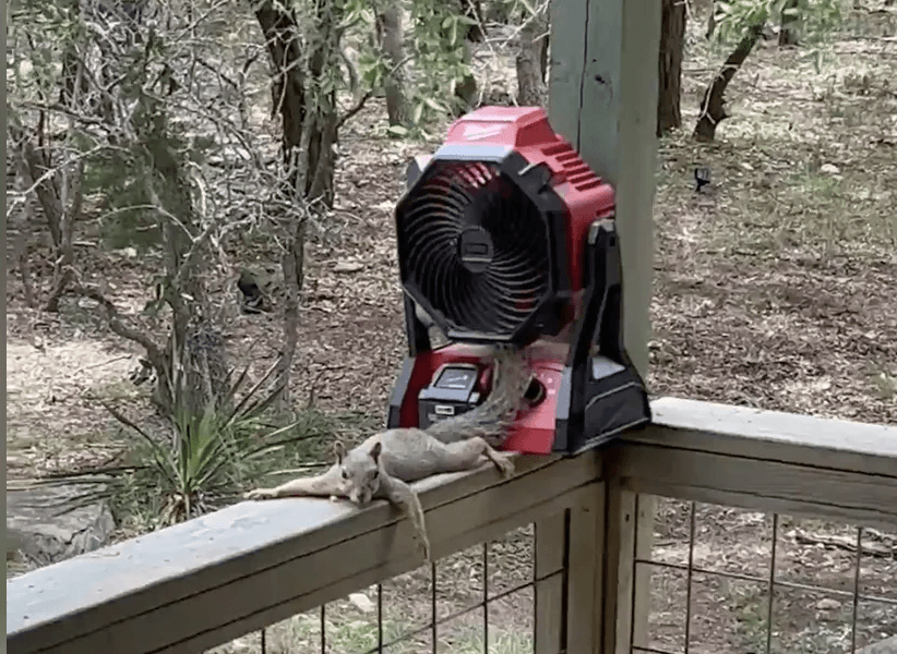 Squirrels lounge in backyard spa