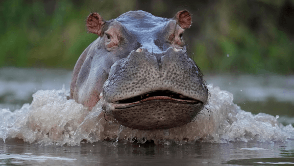 Escobar's invasive hippos pose a threat