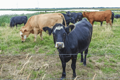 Danish farmers face flatulent livestock tax