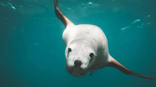 Sea lions help to map ocean habitats