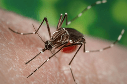 Americans face a higher risk of dengue