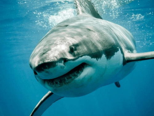 Three kinds of great white shark discovered  