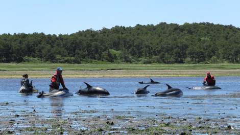 Over 100 dolphins rescued around Cape Cod