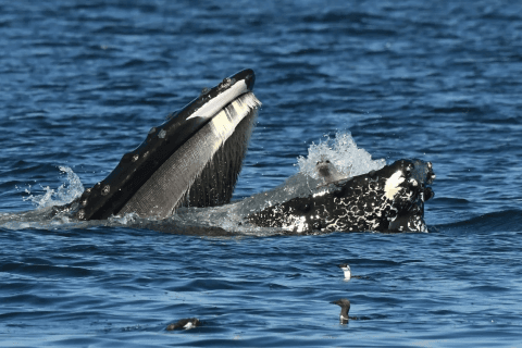 Bewildered seal in the mouth of a whale