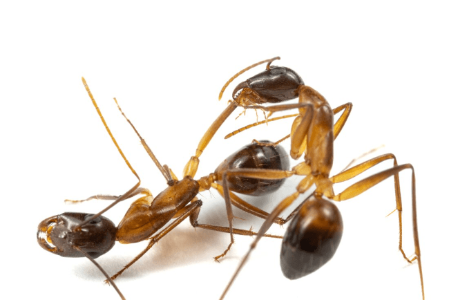 Ants perform life-saving operations