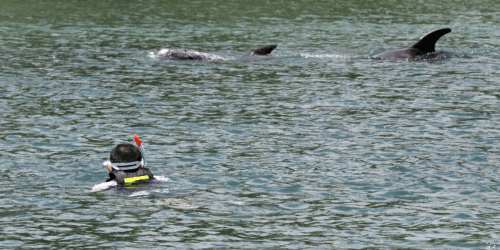 Dolphin attacks off Japanese beaches