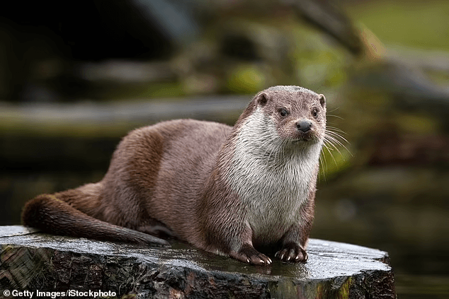 River otter drags child off a dock