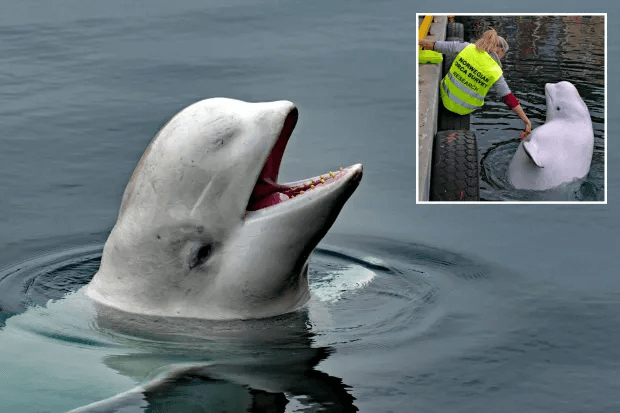 ‘Russian spy’ Beluga whale dies in Norway