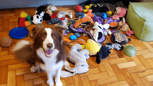 Pawsitive proof of dogs’ long-term memory