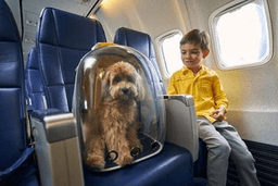 Rules to affect dogs entering from abroad