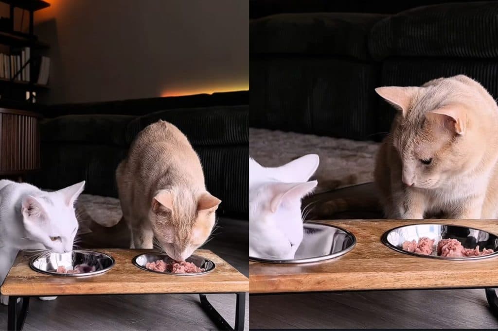 CatTime