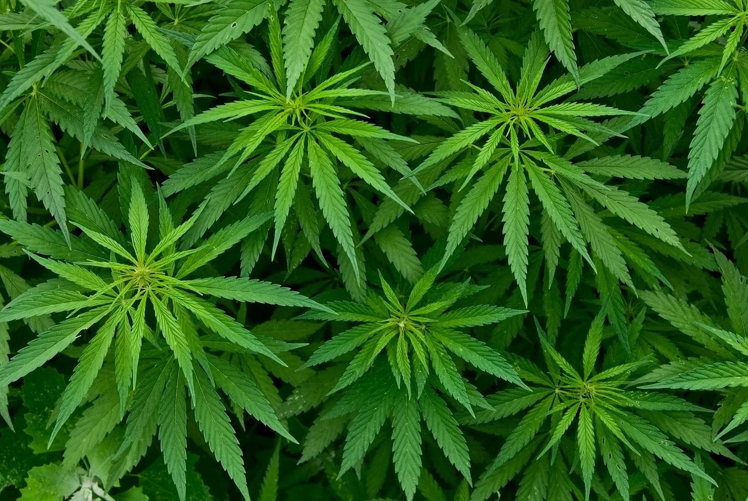 The Marijuana Herald