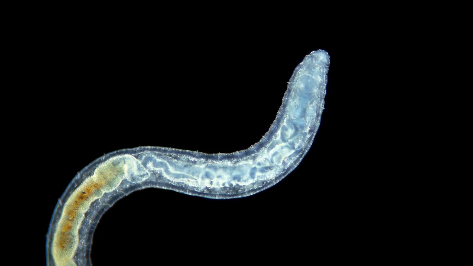 ScienceDaily